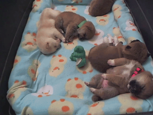 Sleeping Shiba Inu puppies