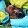 Sloths cuddling between blankets