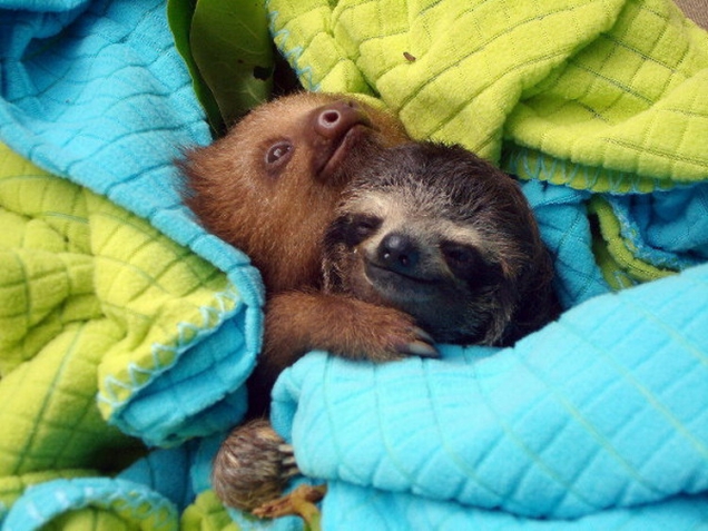 Sloths cuddling between blankets