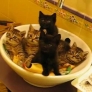 Synchronized kittens