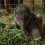 Baby elephant