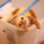 Baby sloth