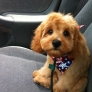 Cute cavapoo puppy