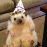Happy Birthday Hedgehog