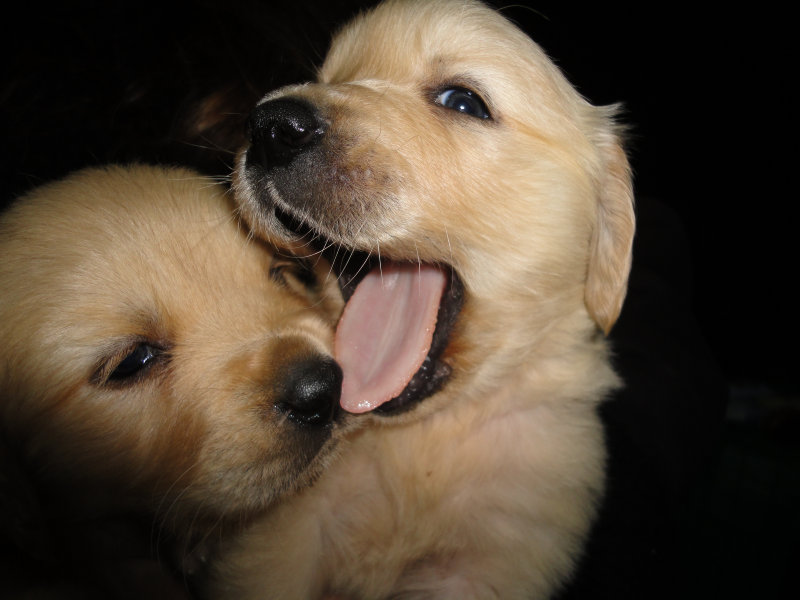 Puppies eating each other Teh Cute