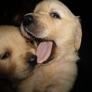 Puppies eating each other