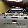 Puppies going for a ride