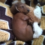 Puppy sleeping with his toy