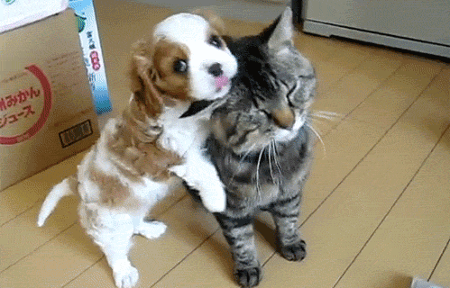 Puppy teasing cat