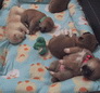 Sleeping puppies