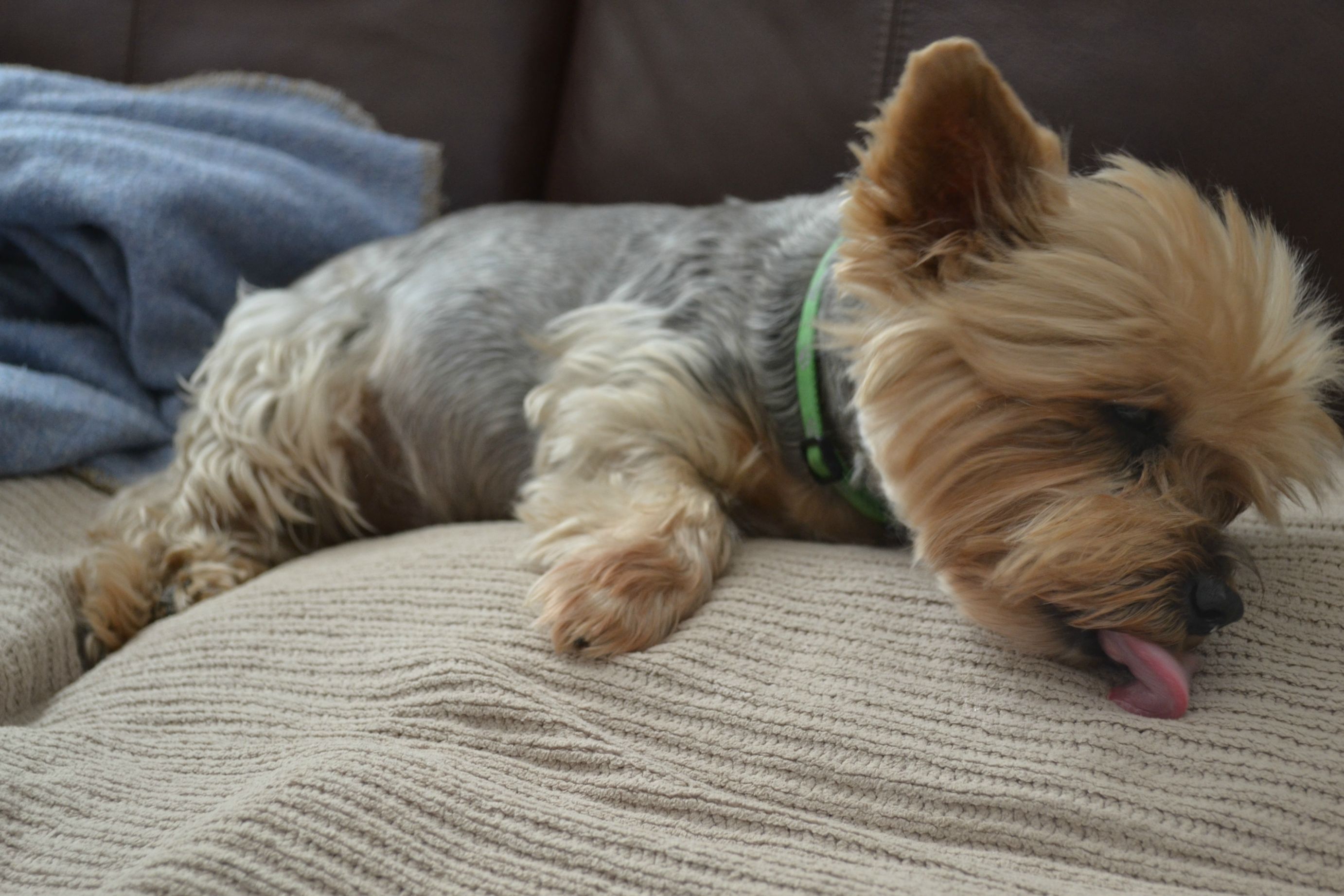 sleepy puppies sleepy puppy teh sleepy puppies sleepy puppy teh