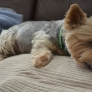 Sleepy puppy
