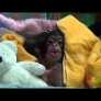 Baby chimp wakes up