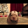 One week old bulldog