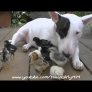 chick loving bull terrier