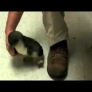Penguin being tickled