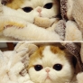 Tucked in kitty