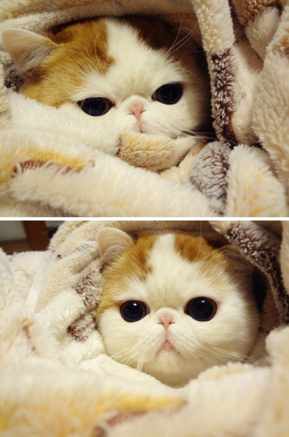 Tucked in kitty