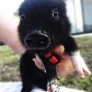 Baby Pig