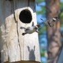 Baby wood ducks