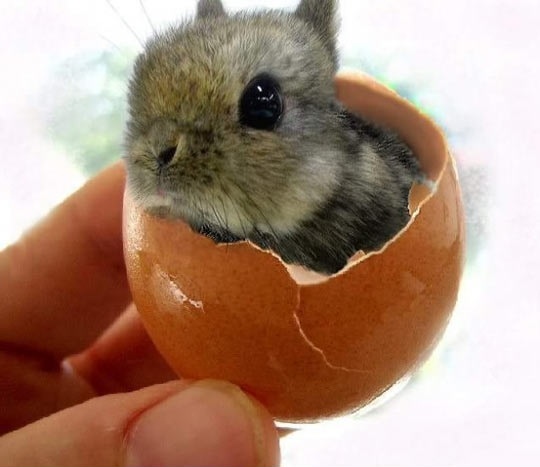 Bunny in an eggshell