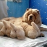 Fluffiness overload