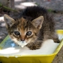 If it fits I sits