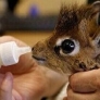 Just a baby dik-dik...