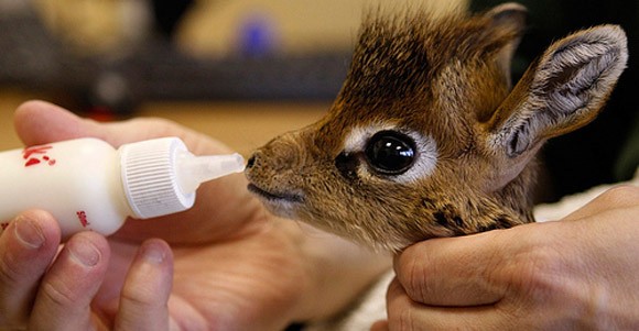 Just a baby dik-dik...