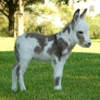 Miniature Donkey