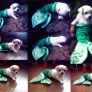 Merpuppy