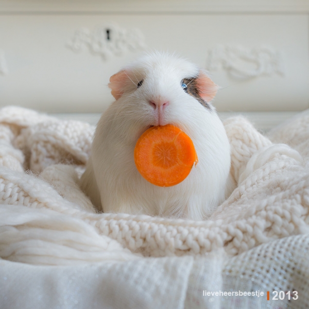 Carrots are good for your eyesight Teh Cute