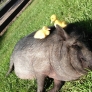 Oh, pig, you're the best spot!
