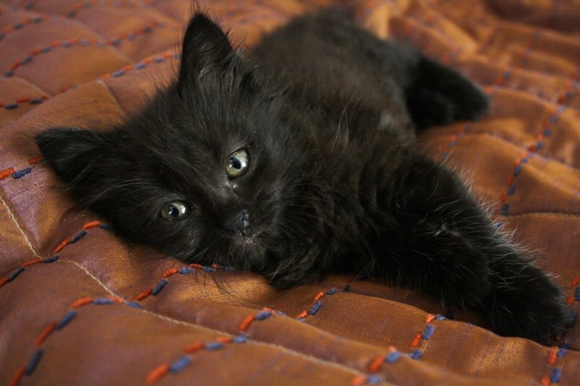 Cutest black kitten - Teh Cute