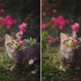 Kitten stops to smell a flower