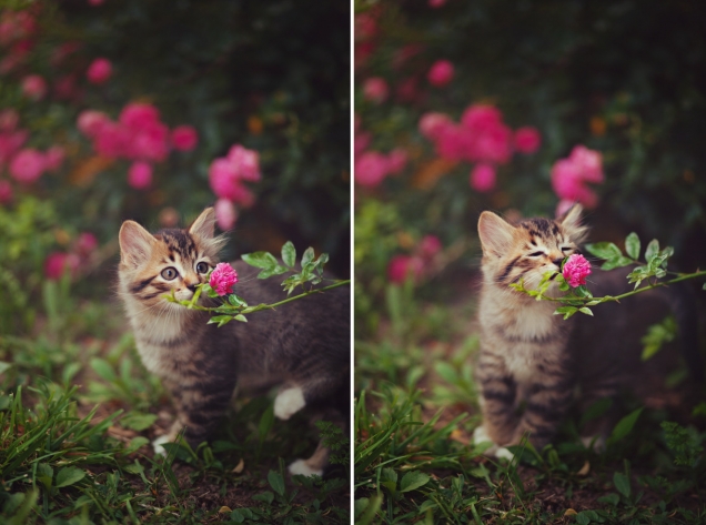 1386757594_Kitten-stops-to-smell-a-flower