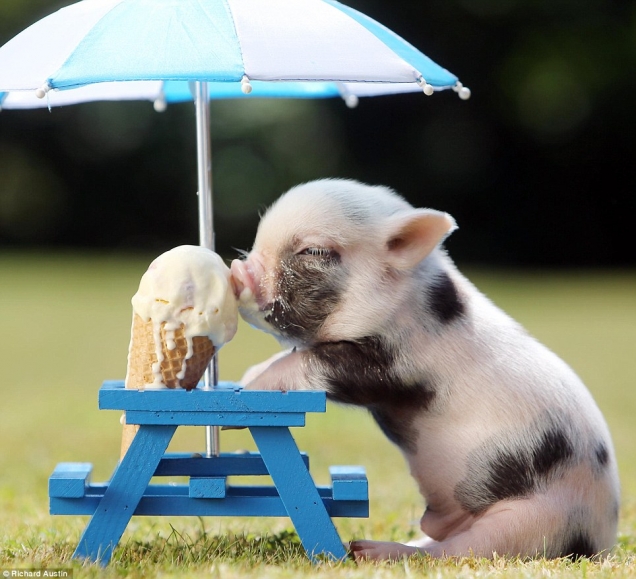 Piglet keeping cool