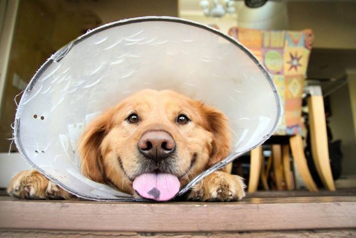 cone of shame teh cute
