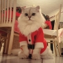 Santa Paws
