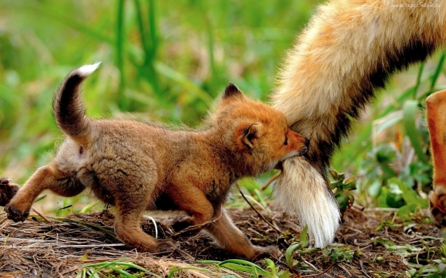 Little fox