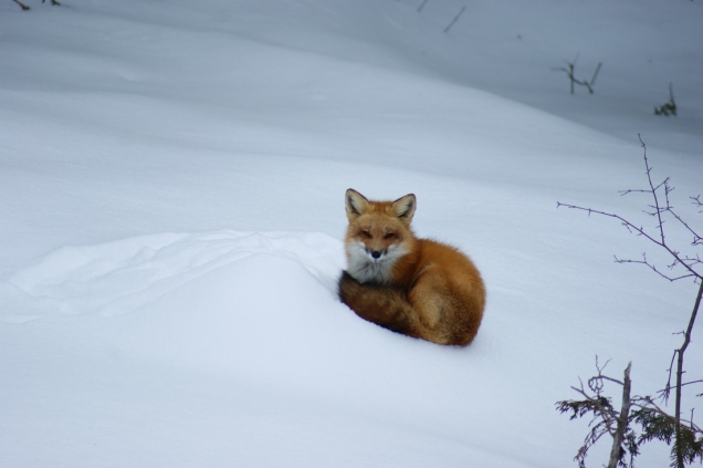 Snow is comfy!