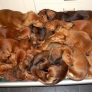 A pile of dachshunds