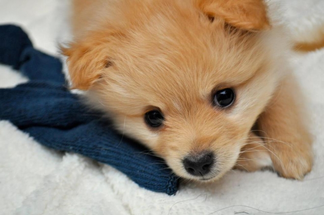 Adorable little pup