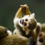 Baby squirrel monkey
