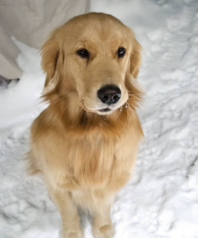 golden retriever sitting golden retriever sitting patiently teh golden retriever sitting golden retriever sitting patiently teh