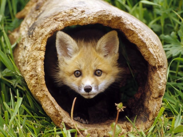 Little fox peek a boo