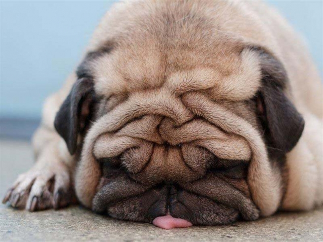 Little pug fell asleep on his tongue