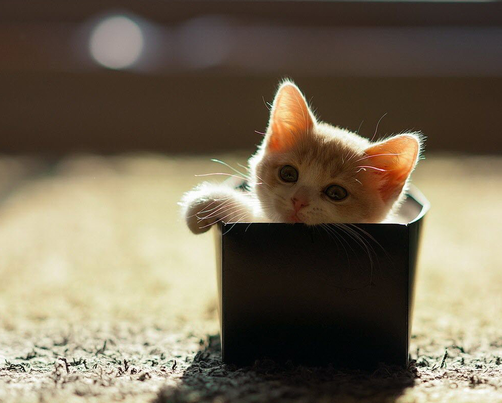 tiny-kitten-in-a-box-big.jpg