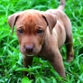Tyson, the baby pit bull puppy