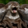 Happy baby otters